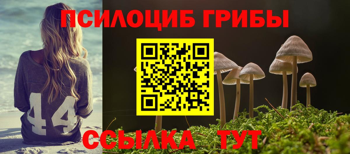 Галлюциногенные грибы Psilocybe Братск